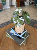 Monstera plant with magnetic coasters 3d printed